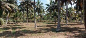 SoorapallamKanyakumariTamilNaduIndia