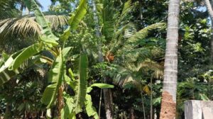 Ganapathipuram, Near Rajakkamangalam, Nagercoil ,Kanyakumari,Tamil Nadu, India