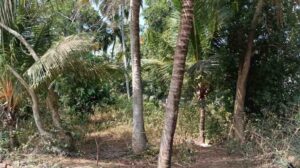 Pazhavilai B-Ed college front side, Nagercoil ,Kanyakumari,Tamil Nadu, India