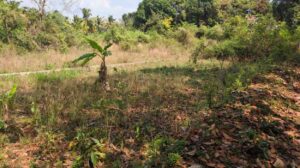 Mangalakuntu, Karungal ,Nagercoil, Kanyakumari, Tamil Nadu, India.