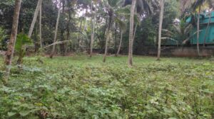 Neyyoor, Monday Market, Tamil Nadu, India.