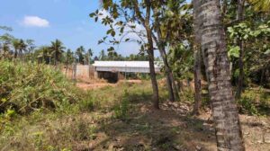 Peyankuzhi, Kanyakumari, Tamil Nadu, India.