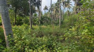 Kulumaikadu, Villukuri, Kanyakumari , Tamilnadu ,India