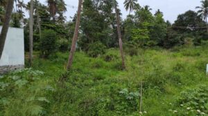 Near Valliyaru Bridge, Eranie, Kanyakumari , Tamilnadu ,India