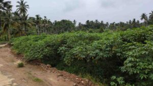 Theruvethancodu, Keralaburam, Kanyakumari , Tamilnadu ,India