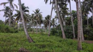 Puliyurkurichi ,Karavilai, Kanyakumari , Tamilnadu ,India