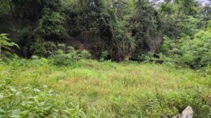 Puliyoorkurichi, Thuckalay, Kanniyakumari , Tamil Nadu ,India