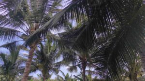 Muthalakurichi, near Kozhiporvilai,Thuckalay, Kanyakumari,Tamil Nadu , India