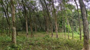Palliyadi, Marthandam,Kanyakumari,Tamil Nadu,India