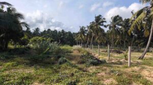 Thengamputhoor, Kanniyakumari , Tamil Nadu ,India