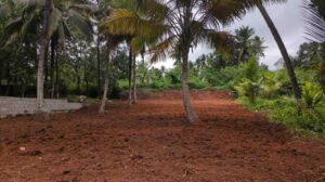 Thiruvithankodu, Kanyakumari,Tamil Nadu,India.