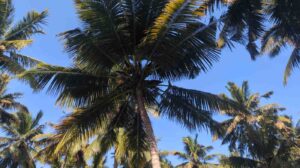 Eraniel, Kanyakumari,Tamil Nadu, India