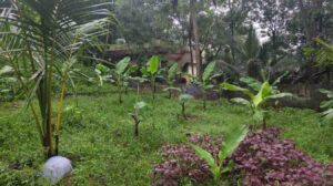 Mekkamandapam,Kanyakumari,Tamil Nadu,India.