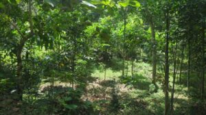 Swamiyarmadam,Kanyakumari,Tamil Nadu,India.
