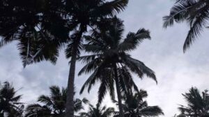 Thingal Nager,Kanyakumari,Tamil Nadu, India