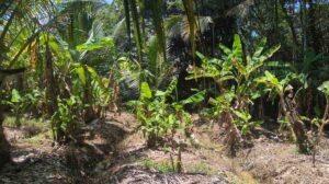 Thuckalay,Keralapuram,Kanyakumari,Tamil Nadu, India.