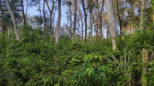 Valvaithankoshtam,Kanyakumari,Tamil Nadu,India