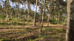 Villukuri, Kanyakumari,Tamil Nadu,India.