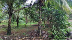 Mekkamandapam,kanyakumari, Tamil Nadu, India