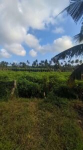 Karungal,Kanyakumari,Tamil Nadu, India
