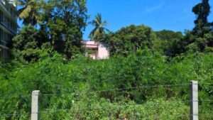 Nagercoil, Kanyakumari,Tamil Nadu,India.