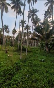 Vellimodi,Nagercoil,Kanyakumari,Tamil Nadu, India