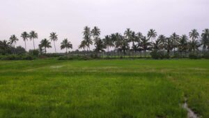 Villukuri,Kanyakumari,Tamil Nadu, India