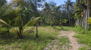 Mekkamandapam,Kanyakumari, Tamil Nadu, India