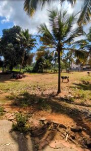 Thiruvithamcode, Kanyakumari,Tamil Nadu, India