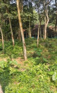 Vellicode, Kanyakumari,Tamilnadu.India.