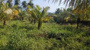 Villukuri, Kanyakumari,Tamil Nadu, India