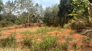 Kattahurai,Kanyakumari,Tamil Nadu,India.