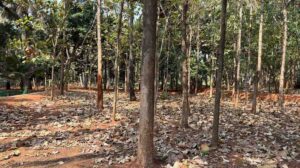 Mandaikadu, Kanyakumari,Tamil Nadu, India