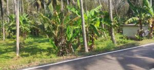 Nattalam,Kanyakumari,Tamil Nadu, India