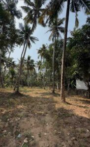 Puliyoorkurichi, Kanyakumari,Tamil Nadu , India