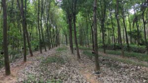 Charalvilai,Kanyakumari,Tamil Nadu, India