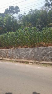 Kozhiporvilai,Kanyakumari, Tamil Nadu, India