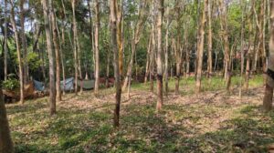 Manalikarai, Kanyakumari,Tamil Nadu, India