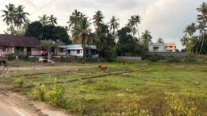 Thingal Nagar, Kanyakumari,Tamil Nadu , India