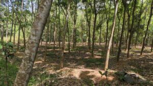 Charalvilai,Kanyakumari,Tamil Nadu, India