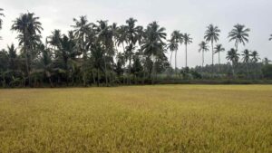 Aloor,Kanyakumari,Tamil Nadu, India