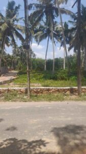 Chemparuthivilai,Kanyakumari,Tamil Nadu,India