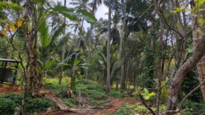 Saralvilai,Kanyakumari,Tamil Nadu,India