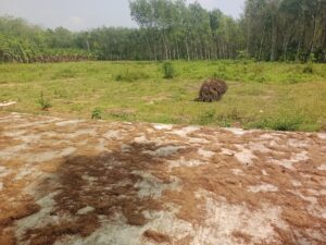 Valvachagostam,Kanyakumari,Tamil Nadu, India