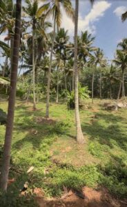 Karungal,Kanyakumari, Tamil Nadu , India