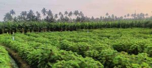 Meycode, Monday market,Kanyakumari,Tamil Nadu, India