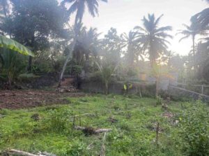 Nullivilai,Peyankuzhi,Kanyakumari,Tamil Nadu, India